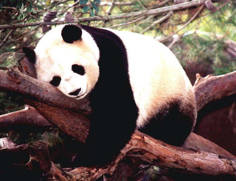 DANGER: PANDA